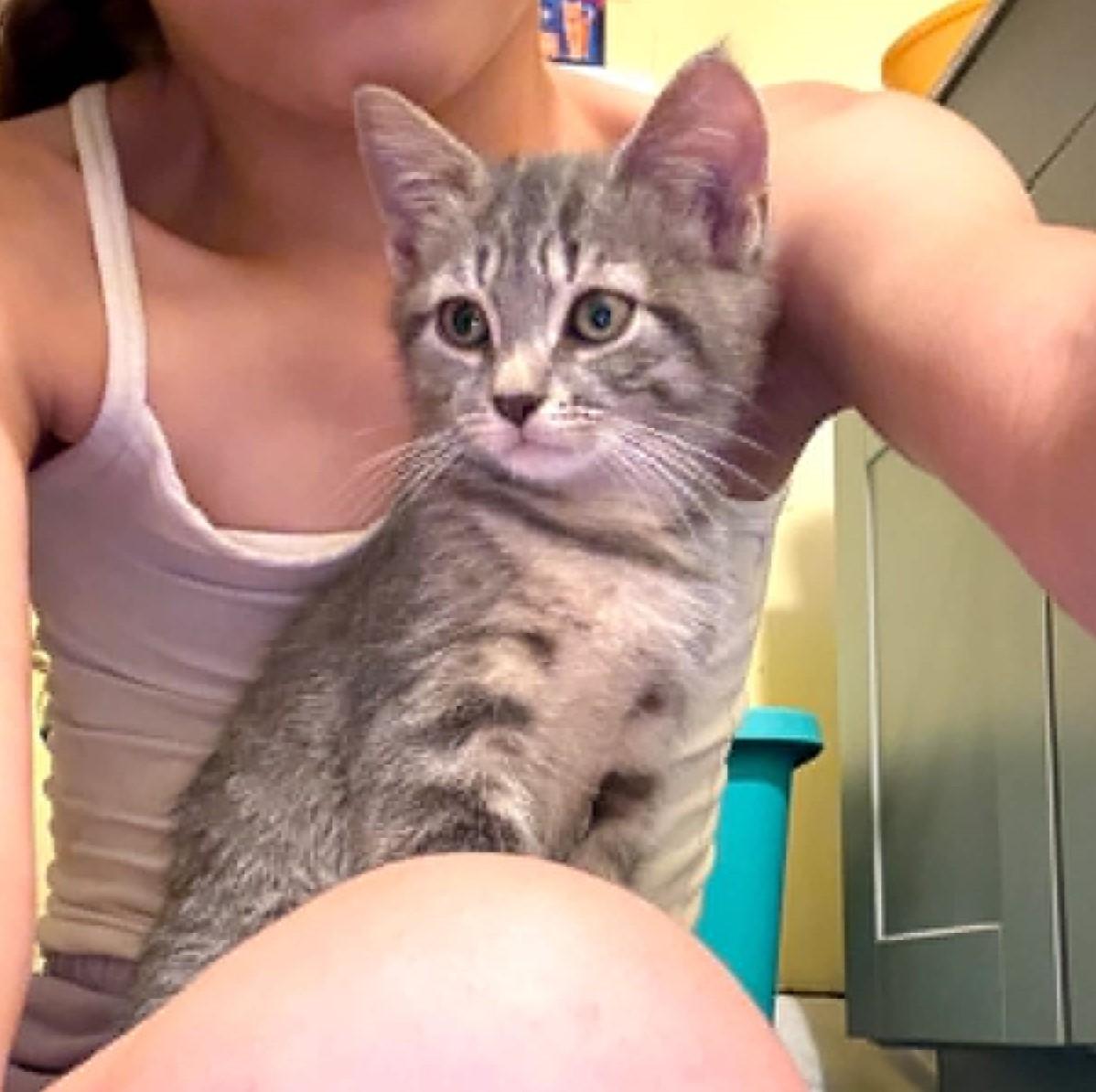 Enlarge Pudding, an adopted Tabby in Hawley, PA image 2/2