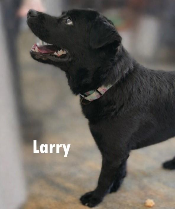 Enlarge Larry, a Adoptable Chow Chow in Bolivar, TN image 1/1