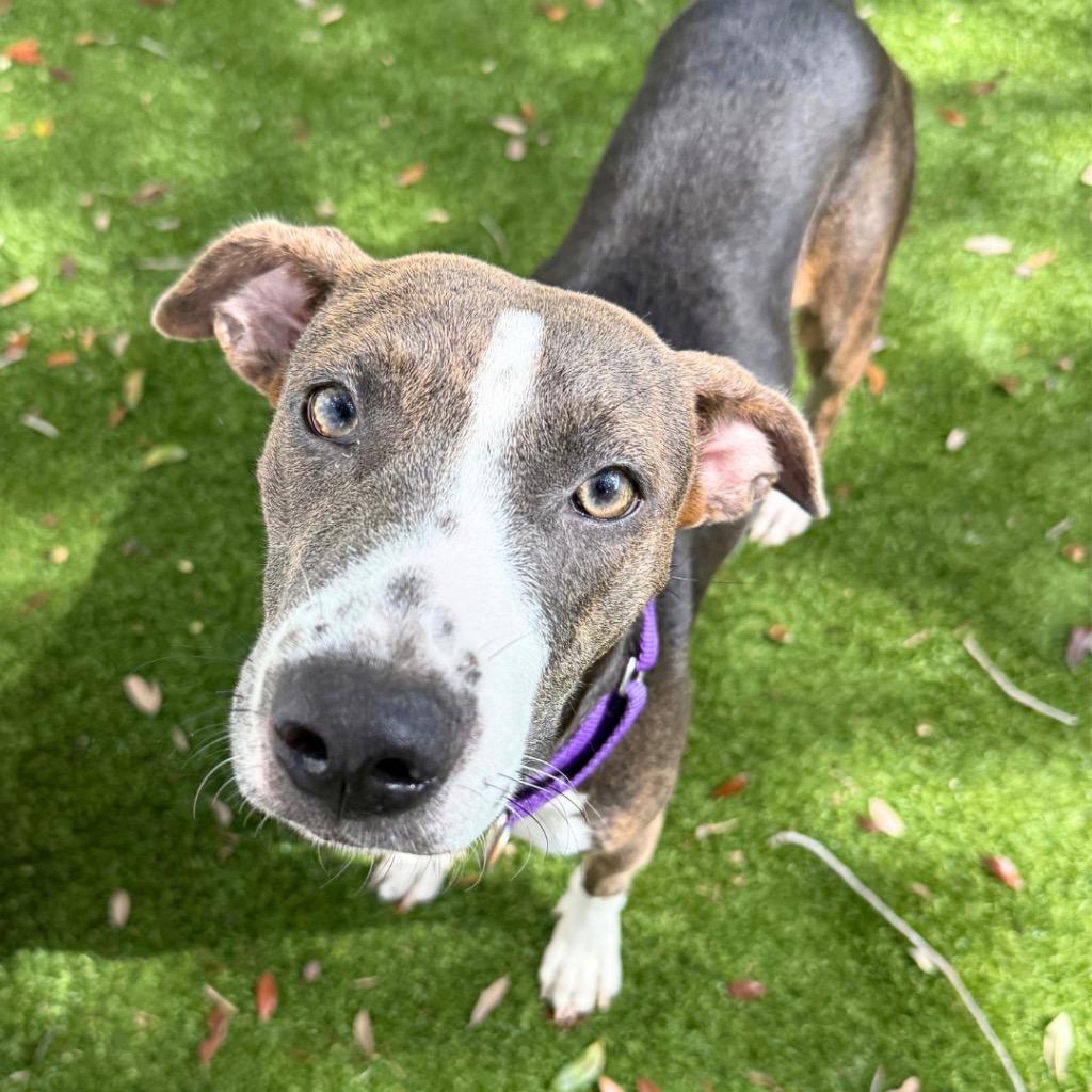 Jade, Adoptable, Puppy Female Catahoula Leopard Dog.