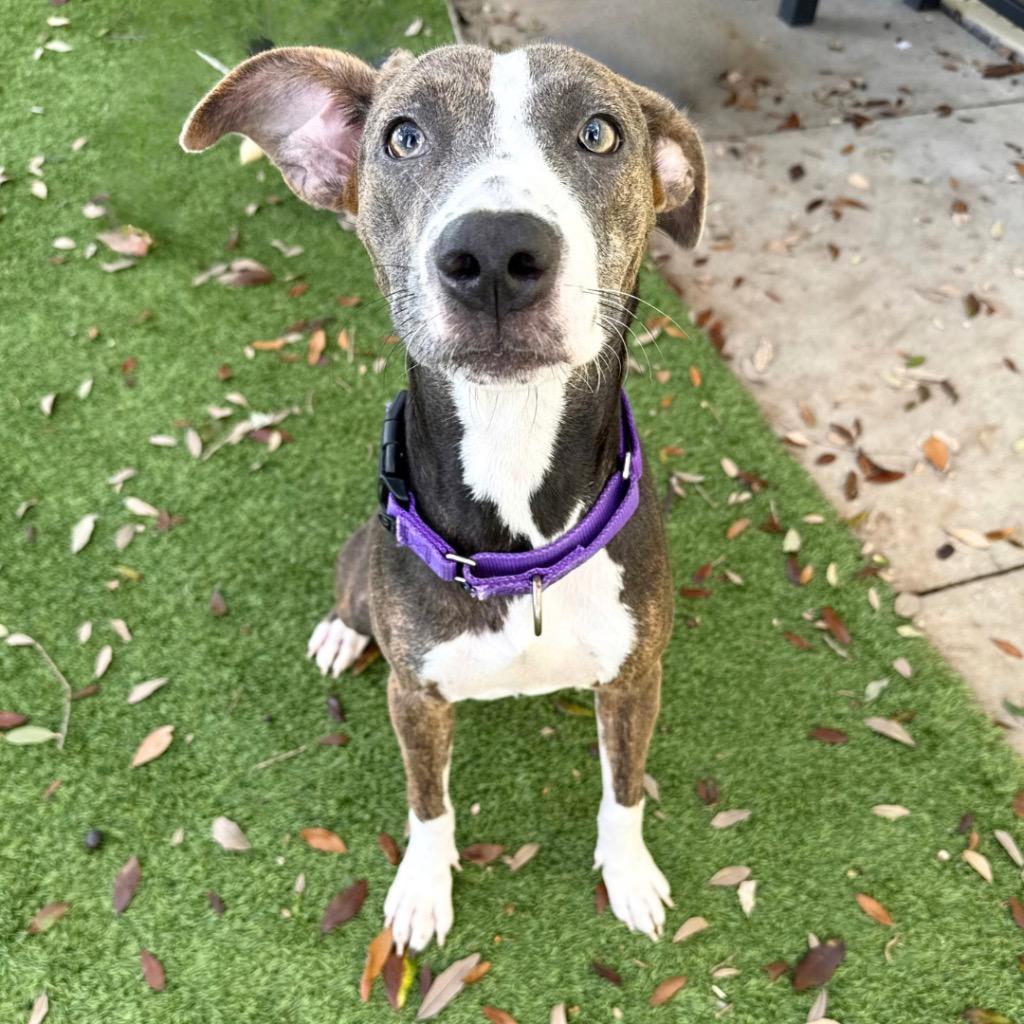 Enlarge Jade, a Adoptable mixed breed in Saint Petersburg, FL image 2/3