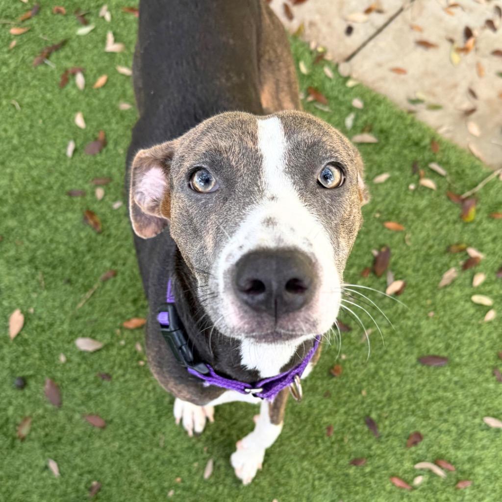 Enlarge Jade, a Adoptable mixed breed in Saint Petersburg, FL image 3/3