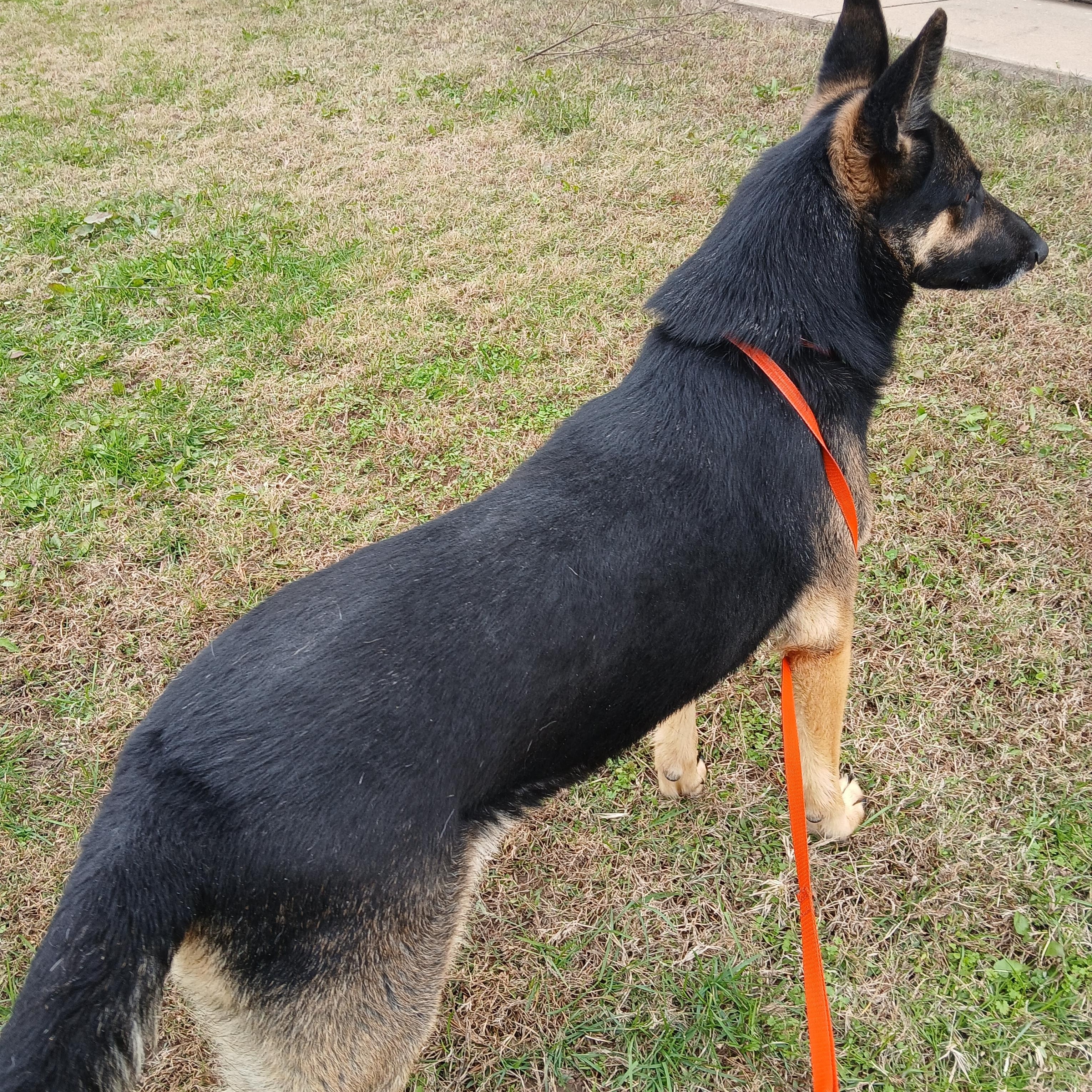 Skylar, Adopted, Adult Female German Shepherd Dog.
