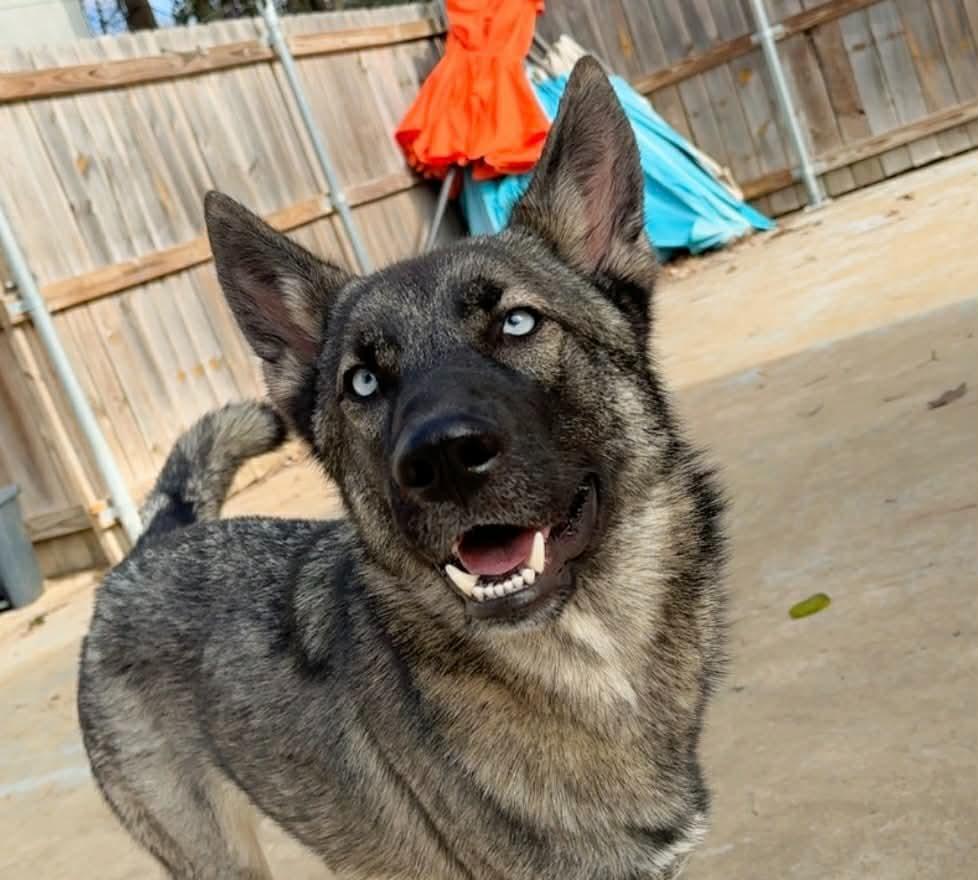 Enlarge Miles, a Adopted mixed breed in Little Rock, AR image 1/2