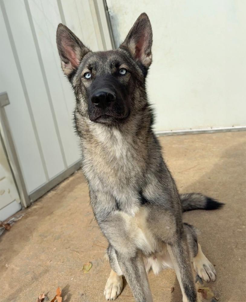 Enlarge Miles, a Adopted mixed breed in Little Rock, AR image 2/2