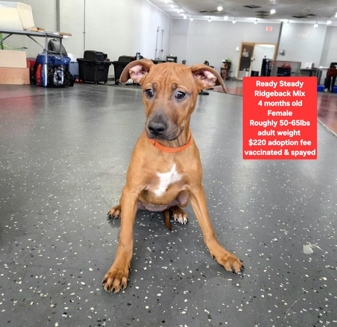 Enlarge Ready Steady, a ADOPTABLE mixed breed in Oviedo, FL image 1/1