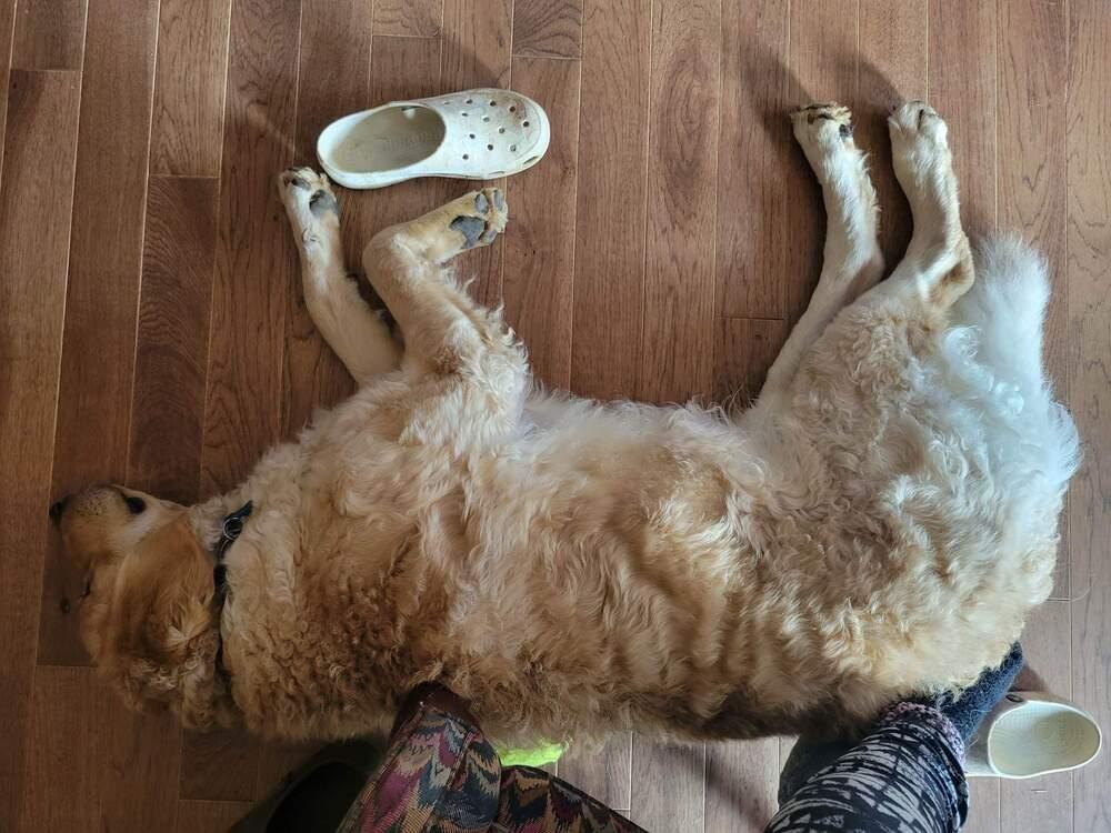 Buddy, Adopted, Adult Male Golden Retriever & Poodle.