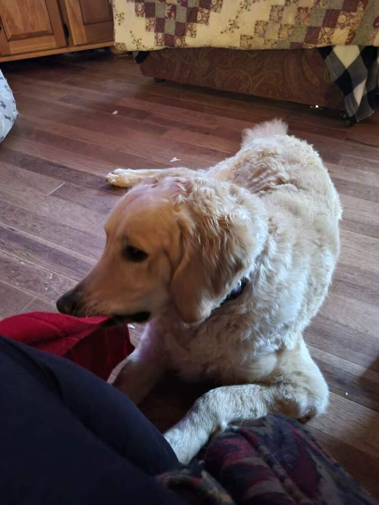 Enlarge Buddy, a Adopted mixed breed in Wendell, NC image 2/4