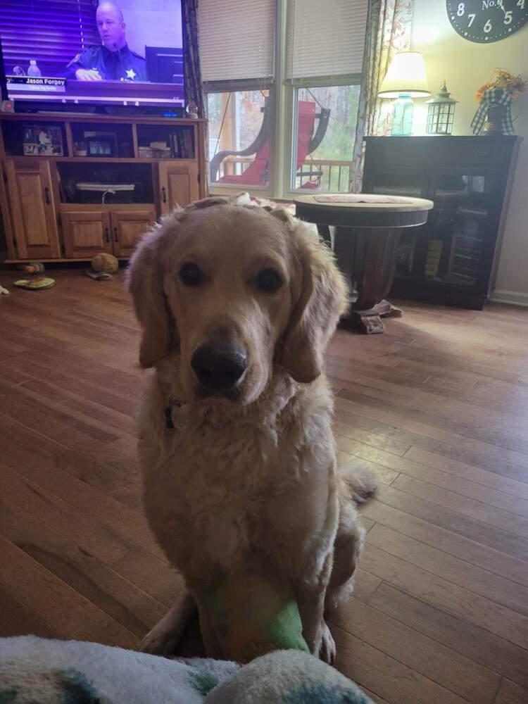 Enlarge Buddy, a Adopted mixed breed in Wendell, NC image 3/4