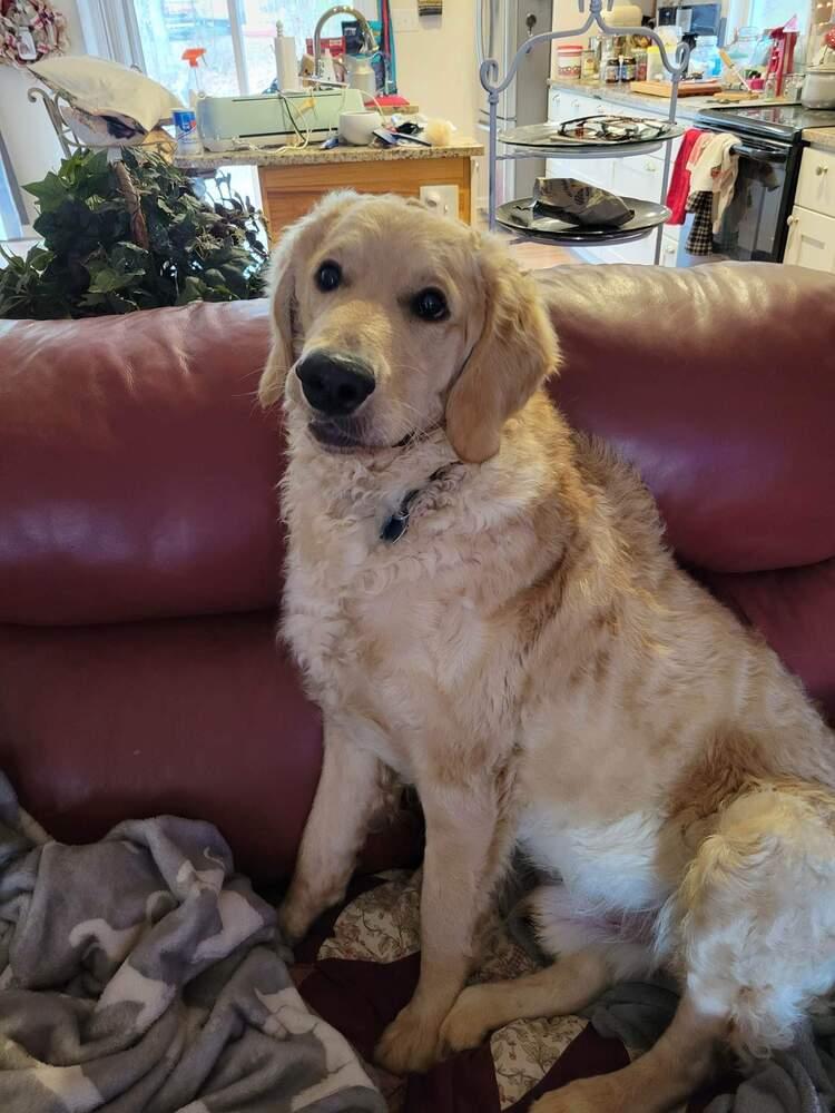 Enlarge Buddy, a Adopted mixed breed in Wendell, NC image 4/4