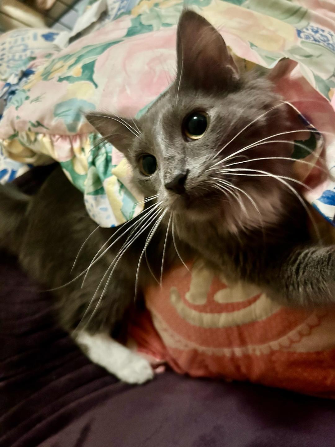 MAUI, a Adoptable mixed breed in Escalon, CA image 3/6