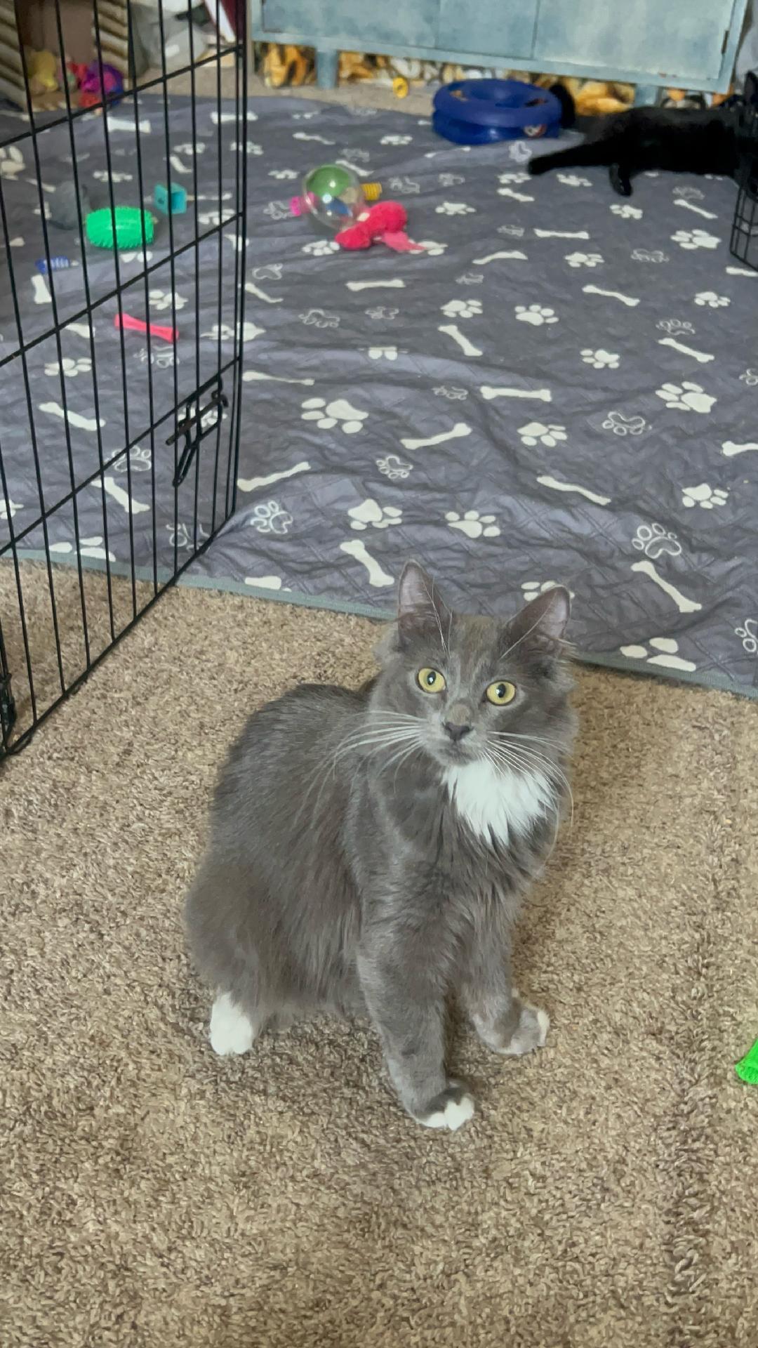 MAUI, a Adoptable mixed breed in Escalon, CA image 5/6