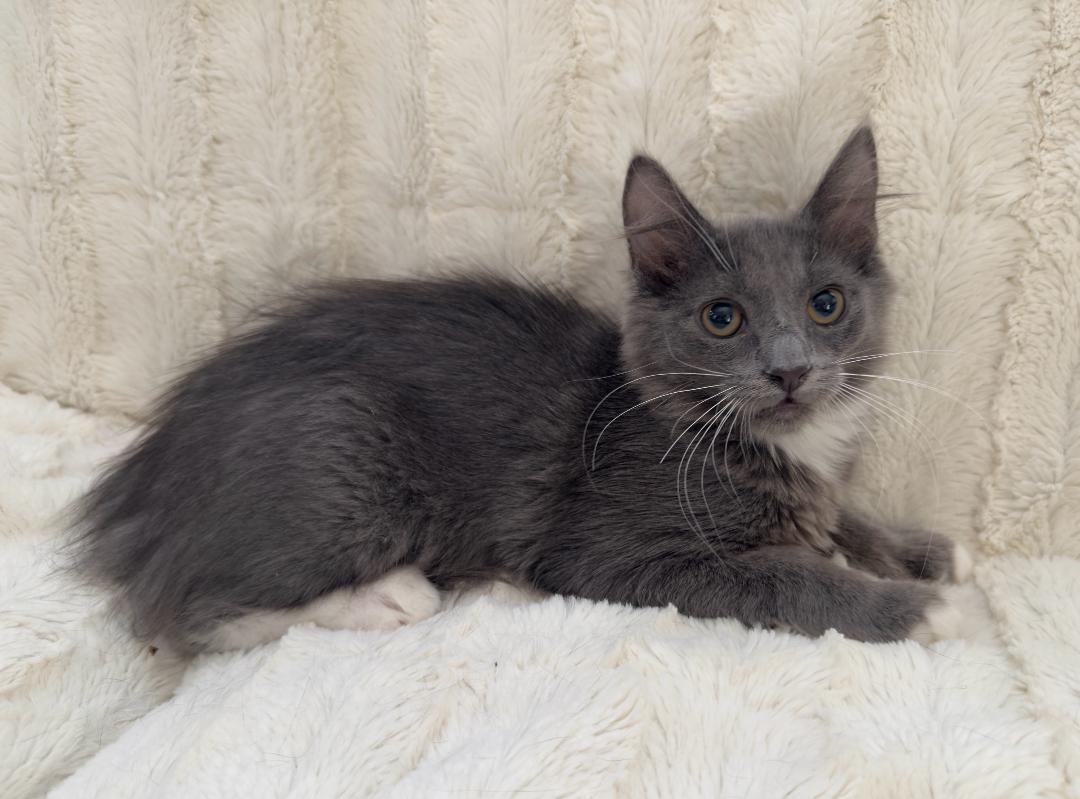 MAUI, a Adoptable mixed breed in Escalon, CA image 4/6