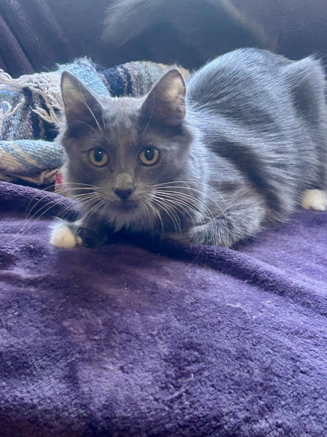 MAUI, a Adoptable mixed breed in Escalon, CA image 6/6