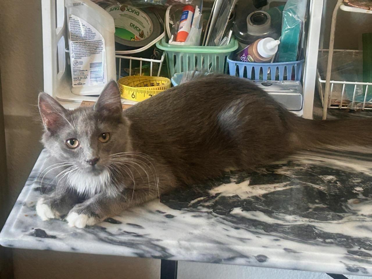 MAUI, a Adoptable mixed breed in Escalon, CA image 2/6