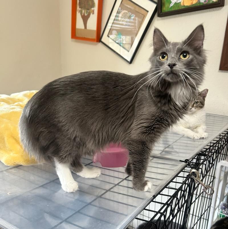 MAUI, Adoptable, Young Male Domestic Long Hair & Tuxedo.