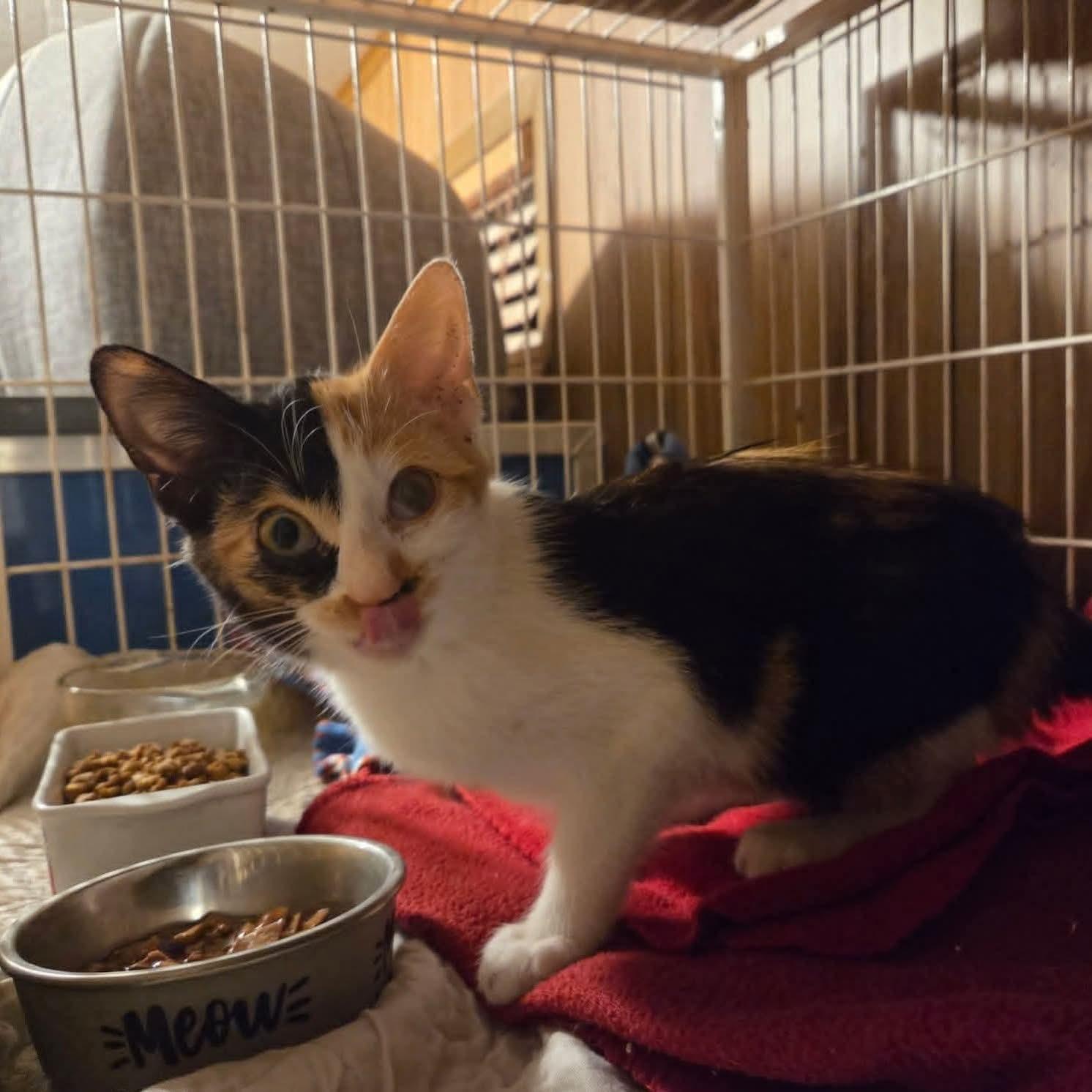 Jellybean, Adopted, Kitten Female Calico & Domestic Short Hair.
