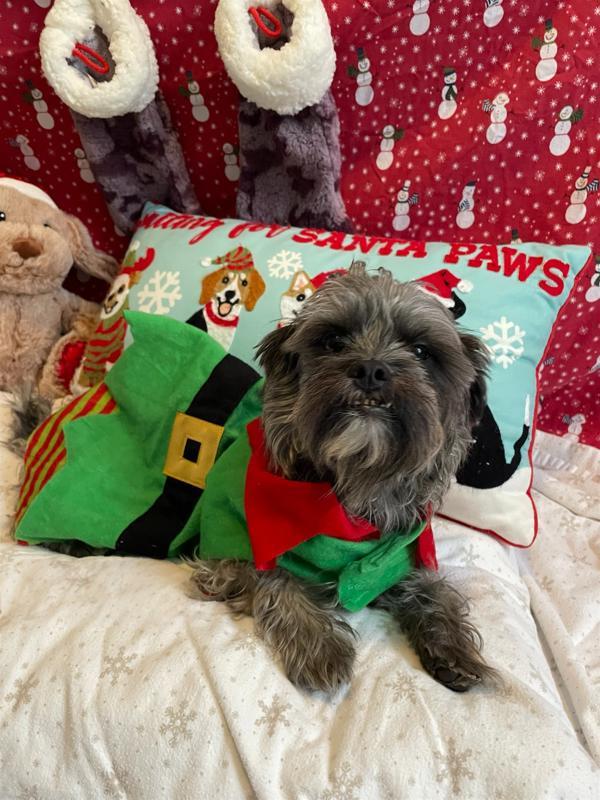 Pansy, Adoptable, Adult Female Shih Tzu & Yorkshire Terrier.