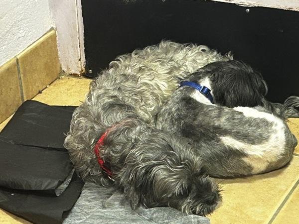 Pansy, Adoptable, Adult Female Shih Tzu & Yorkshire Terrier.