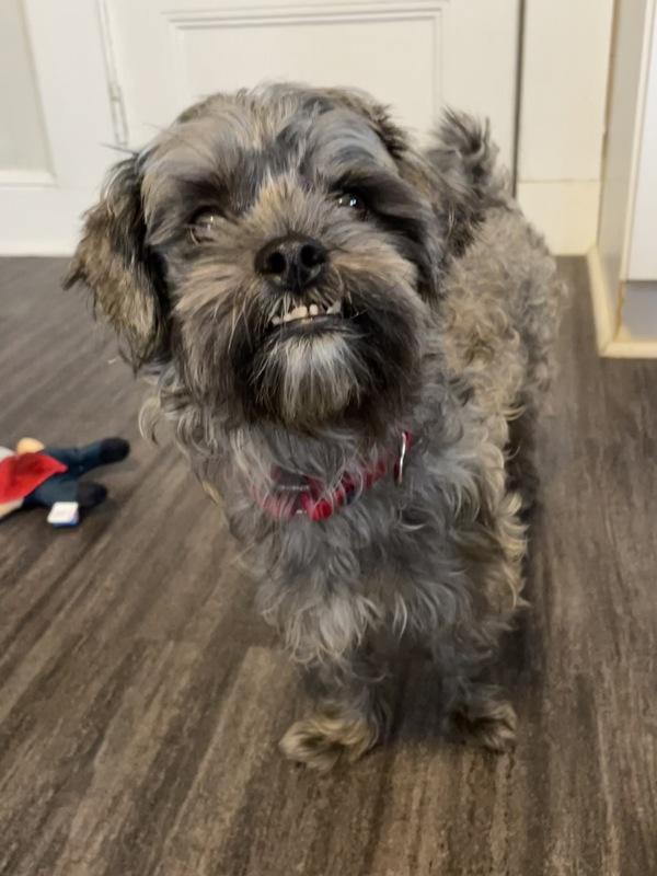 Pansy, a Adoptable mixed breed in Oakland, NJ image 2/6