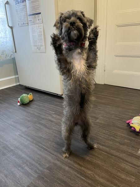 Pansy, a Adoptable mixed breed in Oakland, NJ image 3/6