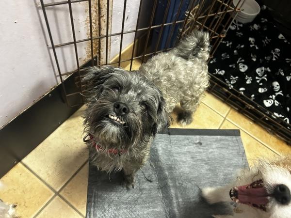 Pansy, a Adoptable mixed breed in Oakland, NJ image 4/6