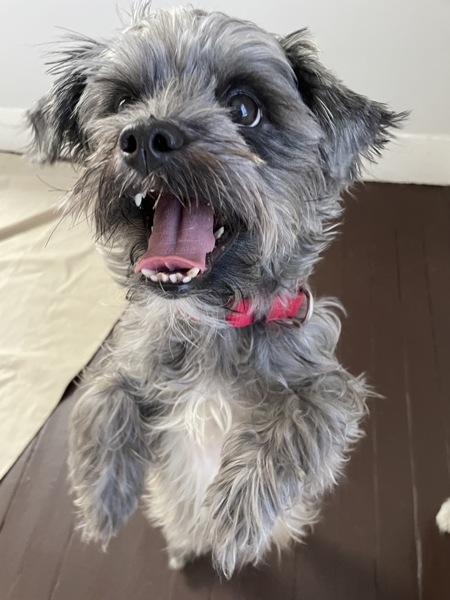 Pansy, a Adoptable mixed breed in Oakland, NJ image 5/6