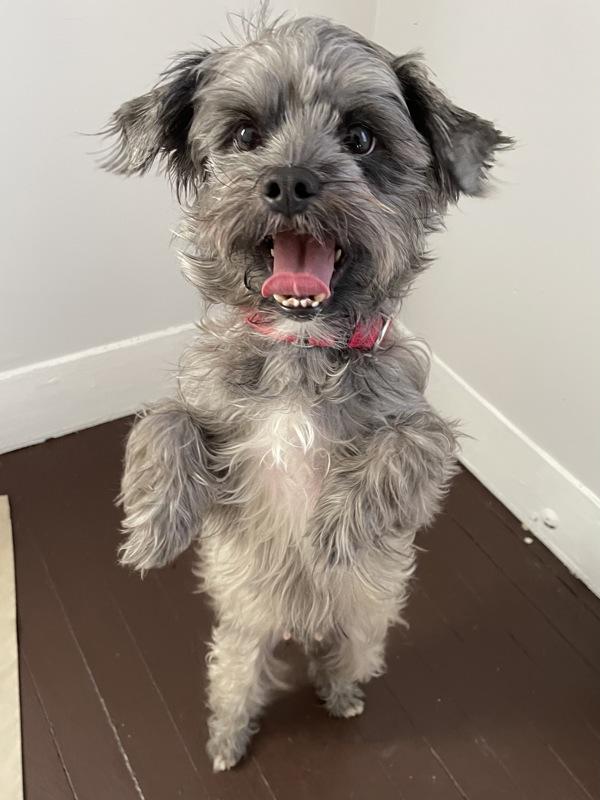 Pansy, a Adoptable mixed breed in Oakland, NJ image 6/6