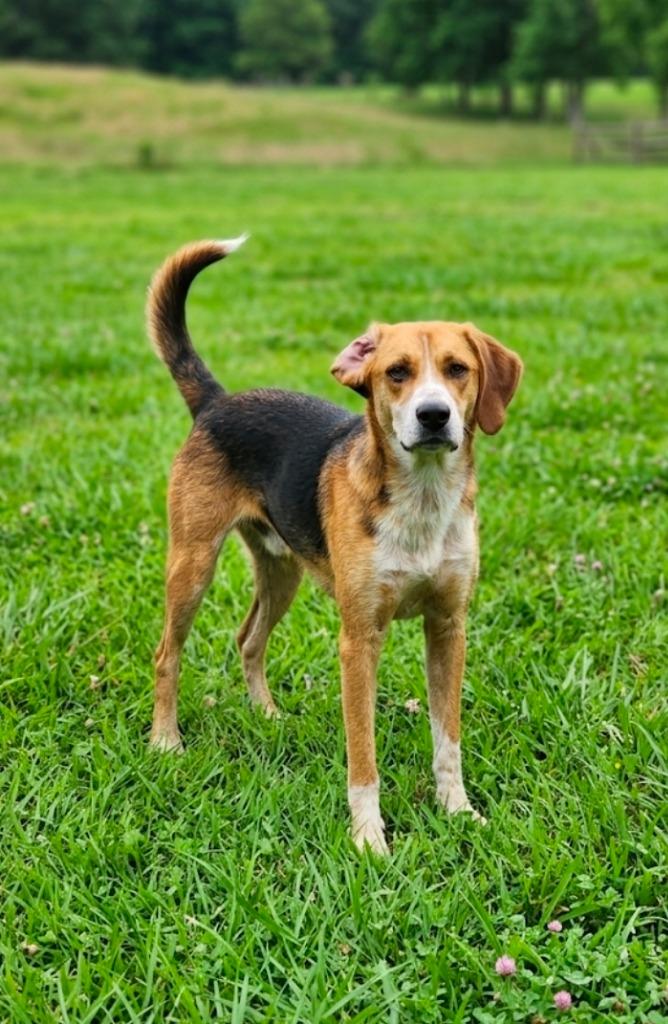 Harry, Adoptable, Young Male Hound.
