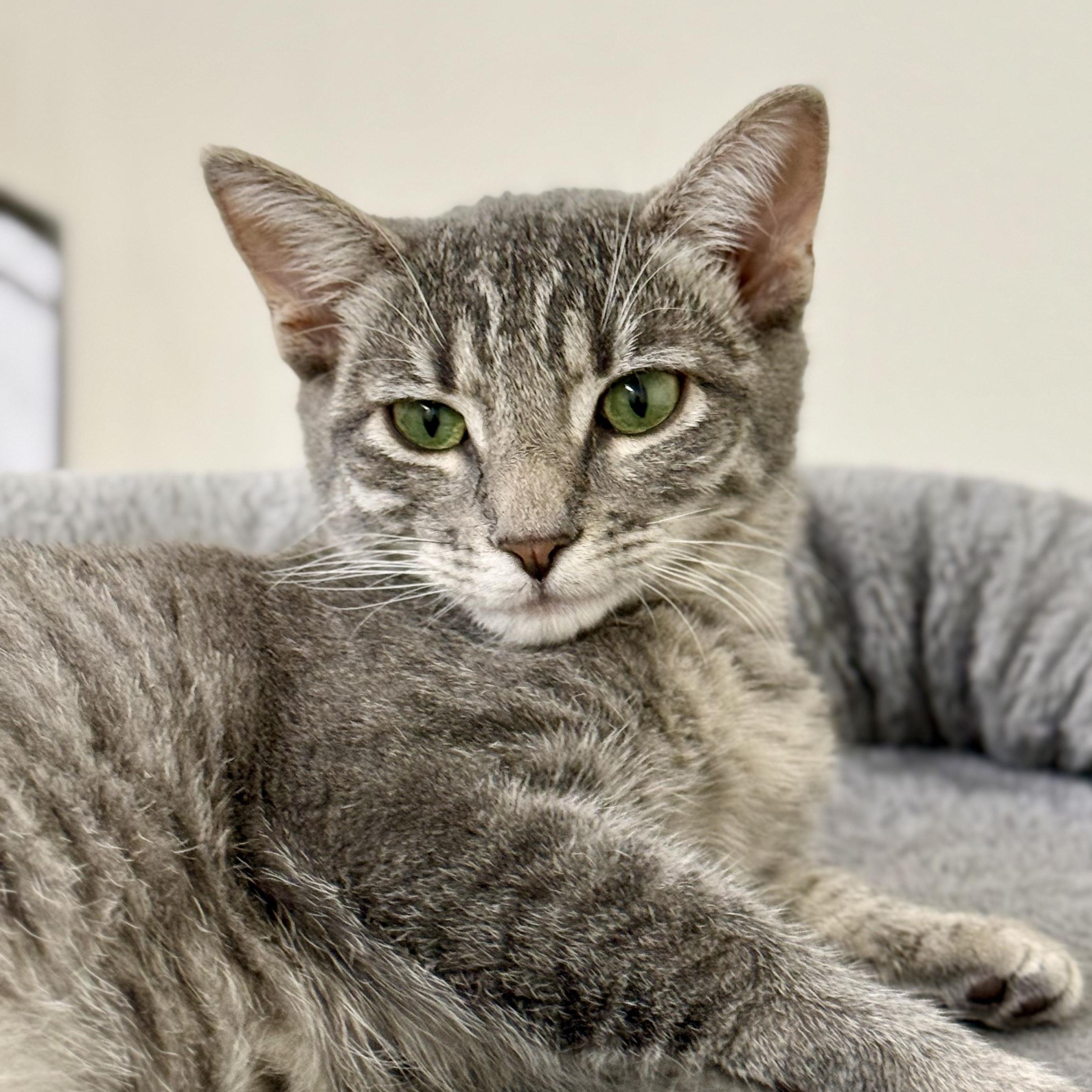 Enlarge Velvet, a Adoptable Domestic Short Hair in Santa Monica, CA image 1/4