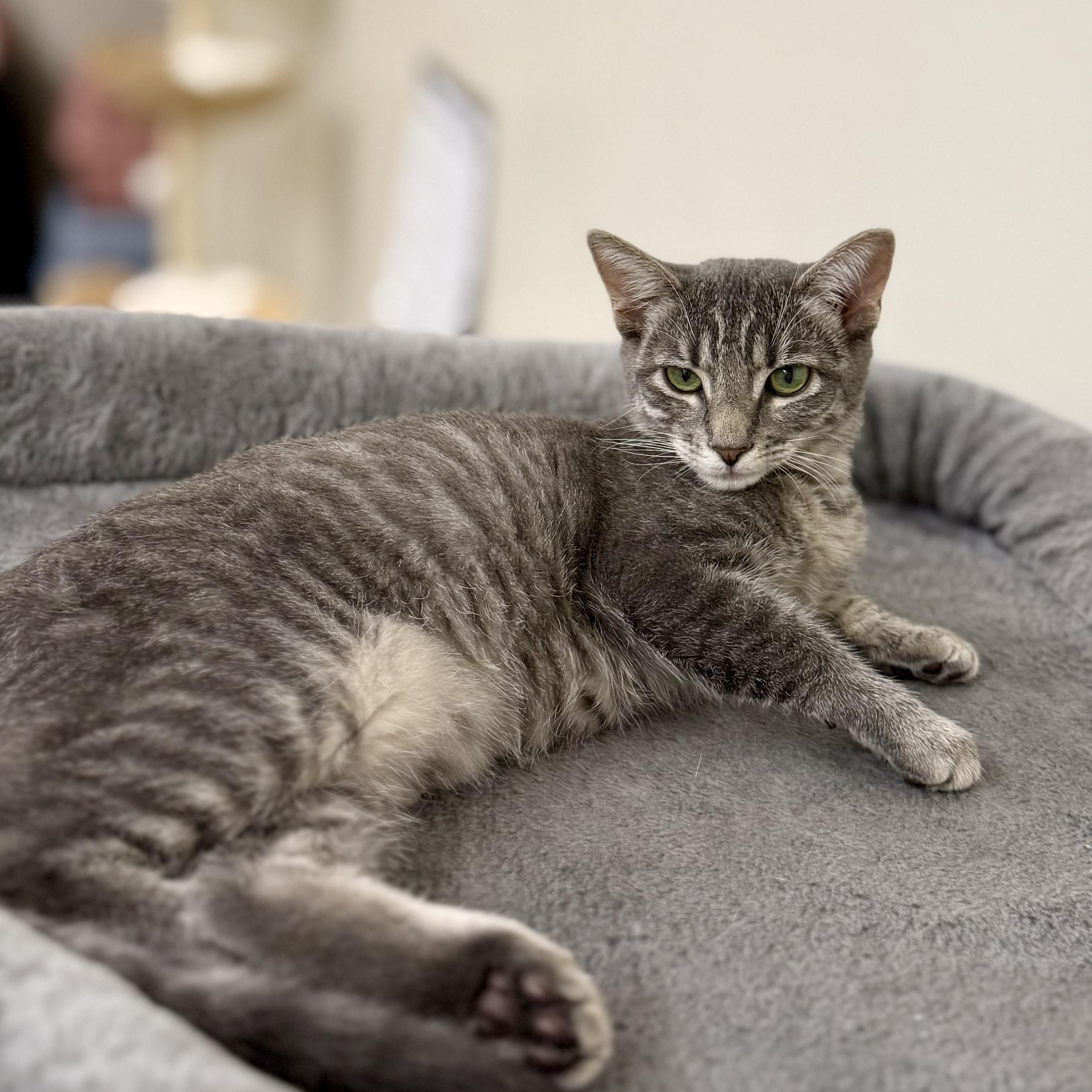 Enlarge Velvet, a Adoptable Domestic Short Hair in Santa Monica, CA image 2/4