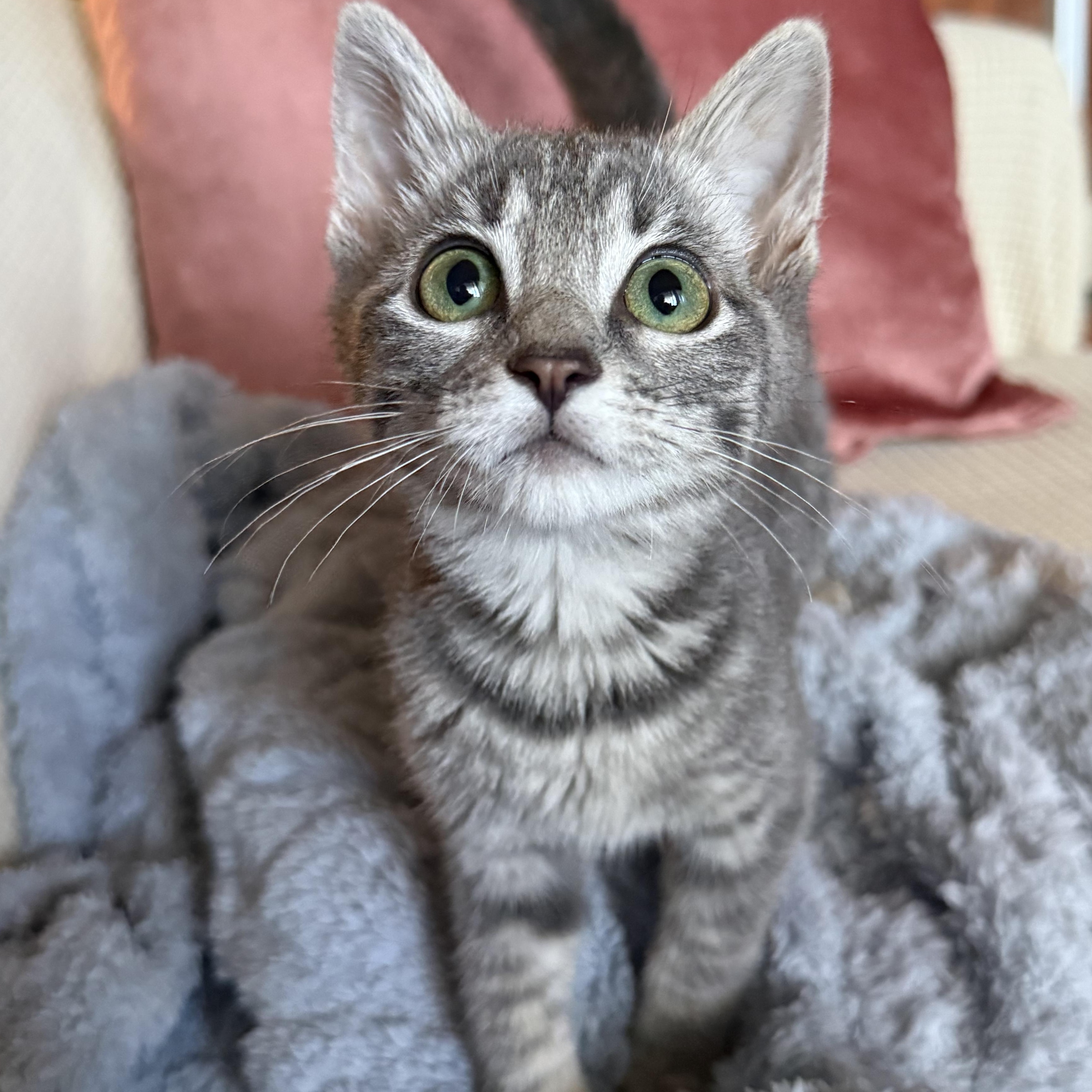 Velvet, ADOPTABLE, Kitten Female Domestic Short Hair.