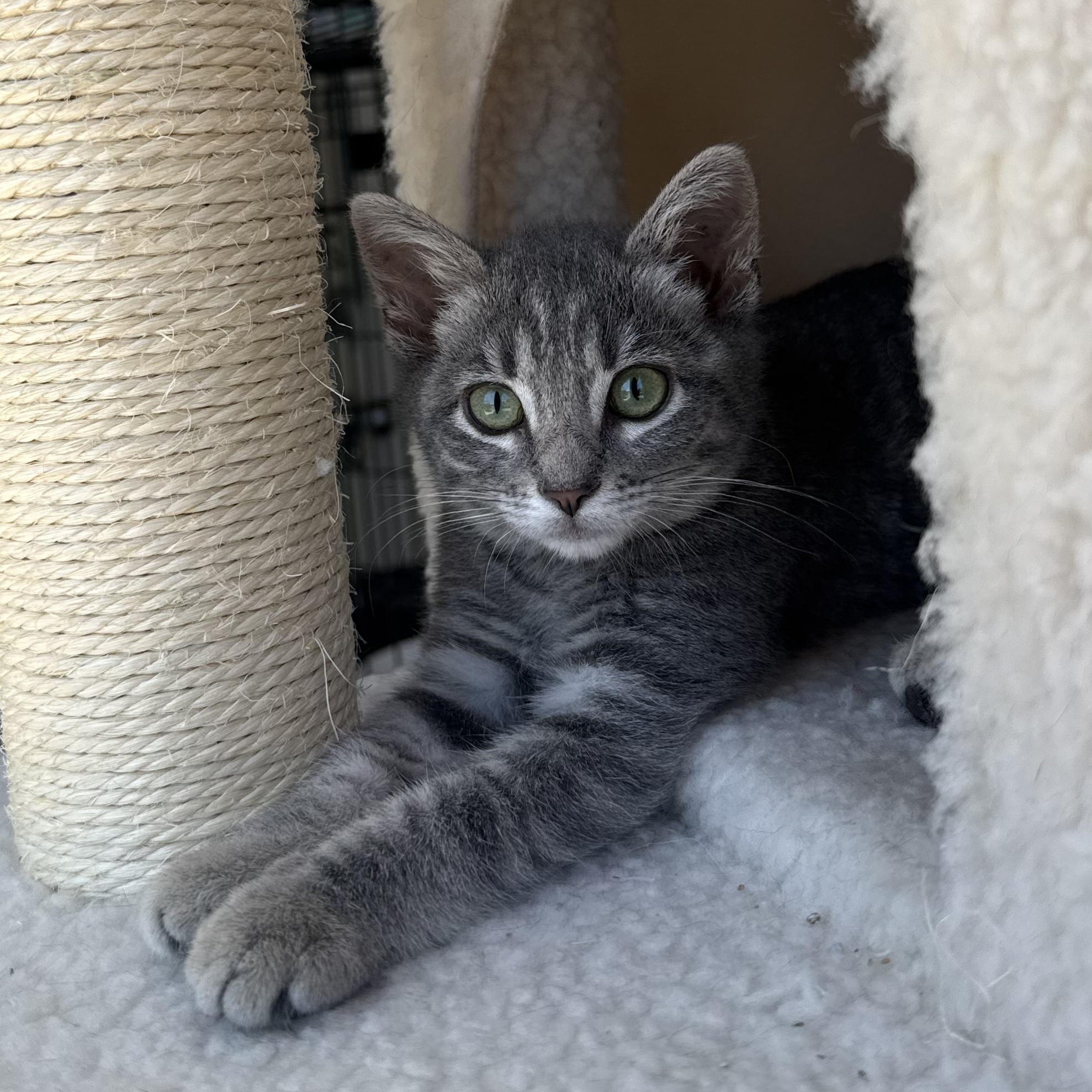 Enlarge Velvet, a ADOPTABLE Domestic Short Hair in Santa Monica, CA image 2/4