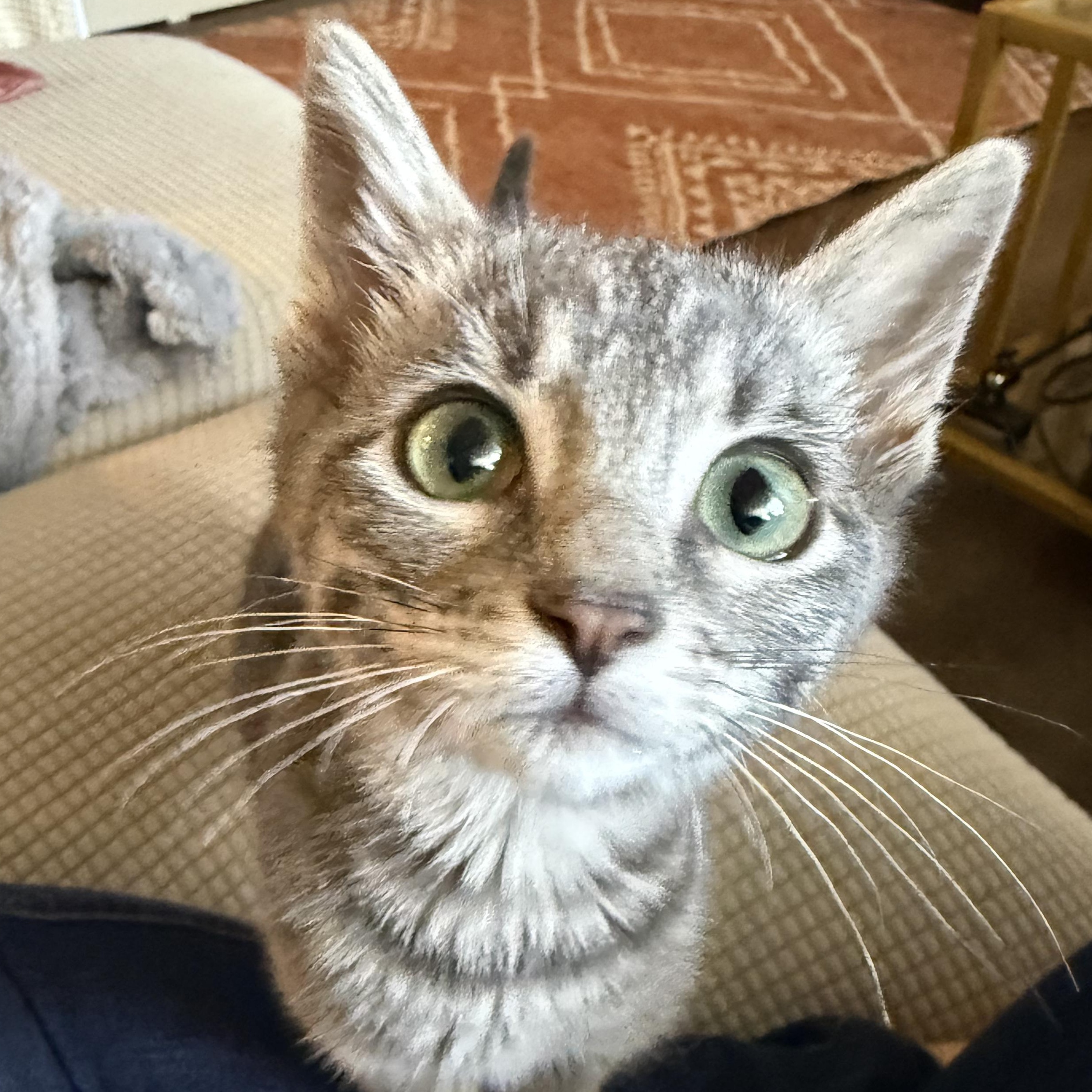 Enlarge Velvet, a ADOPTABLE Domestic Short Hair in Santa Monica, CA image 3/4