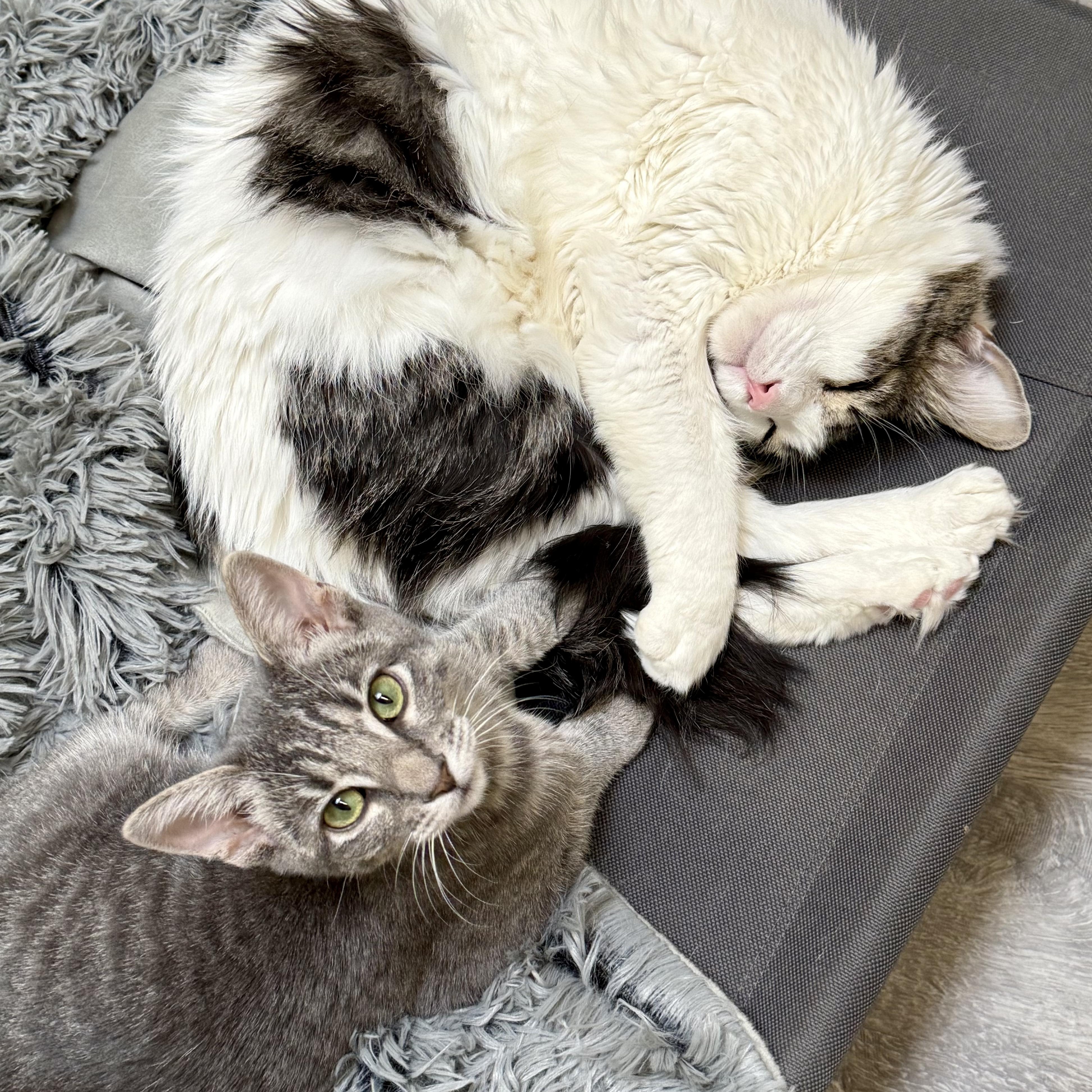 Enlarge Velvet, a Adoptable Domestic Short Hair in Santa Monica, CA image 3/4