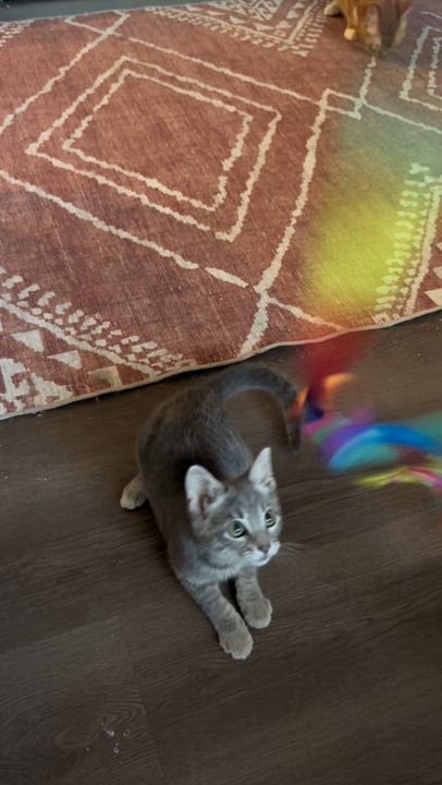 Enlarge Velvet, a ADOPTABLE Domestic Short Hair in Santa Monica, CA video 4/4