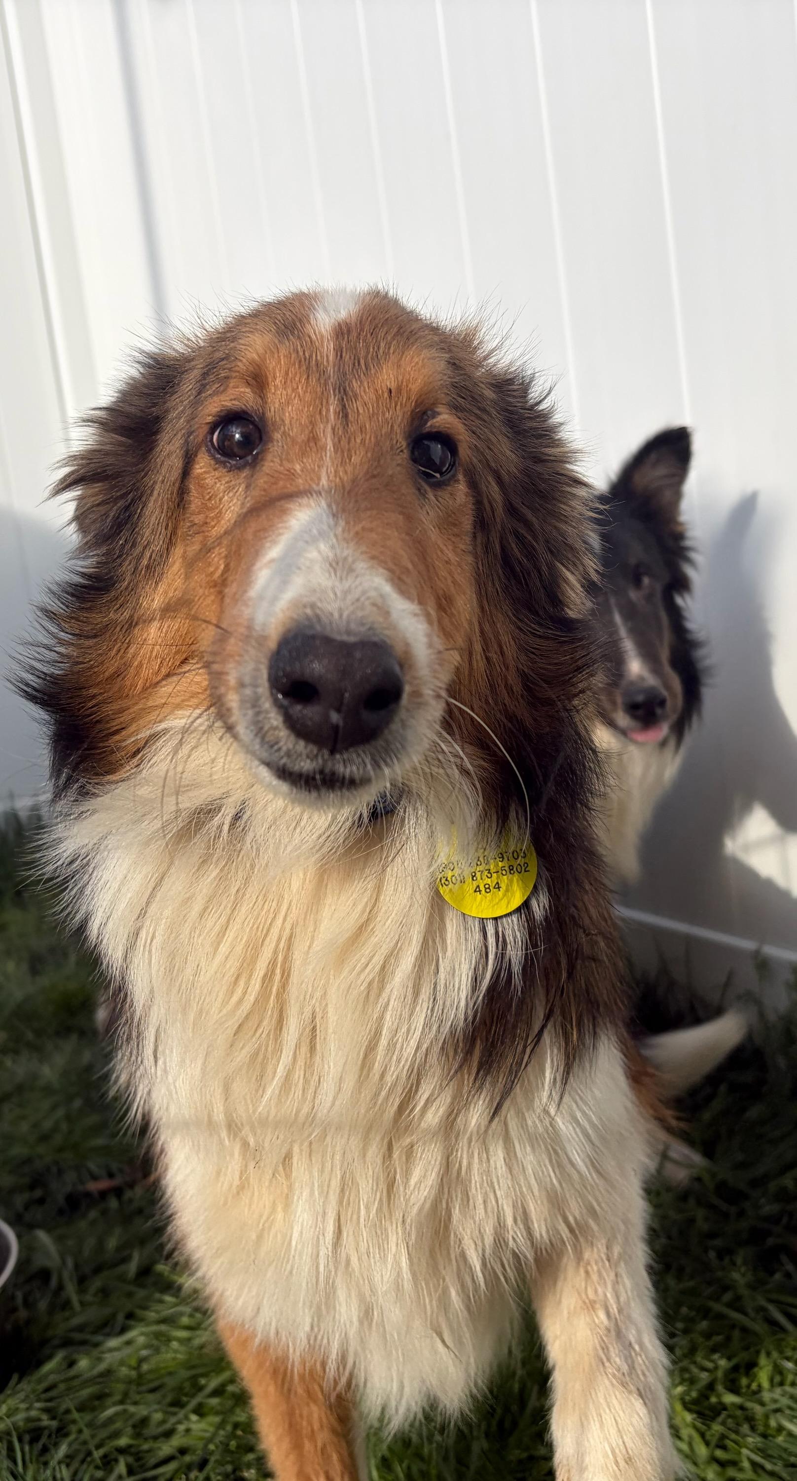 Enlarge Rebel, an adopted Shetland Sheepdog / Sheltie in LaVale, MD image 3/4