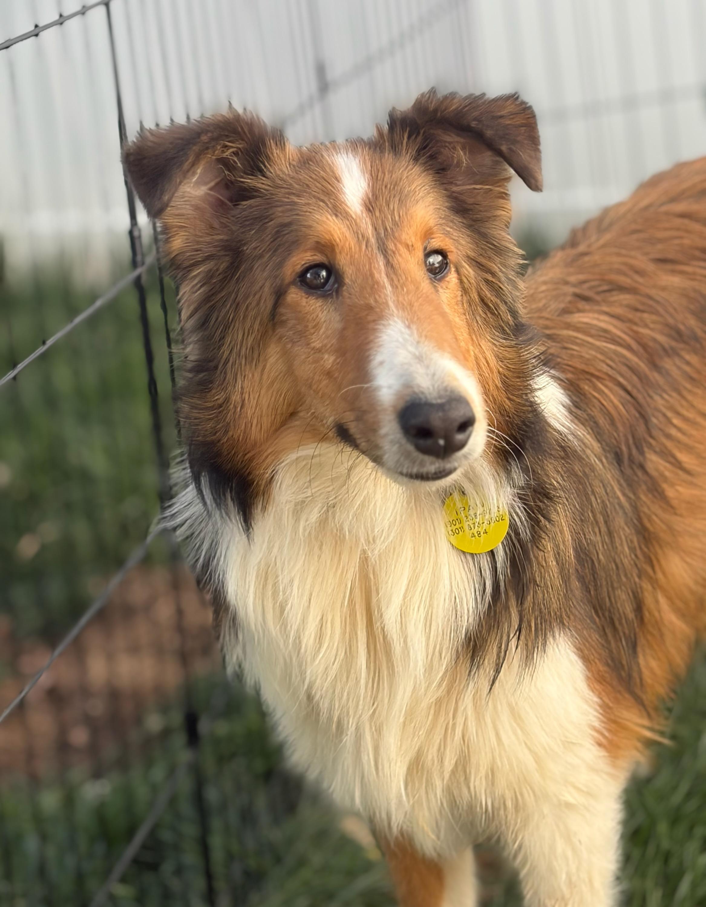 Enlarge Rebel, an adopted Shetland Sheepdog / Sheltie in LaVale, MD image 1/4