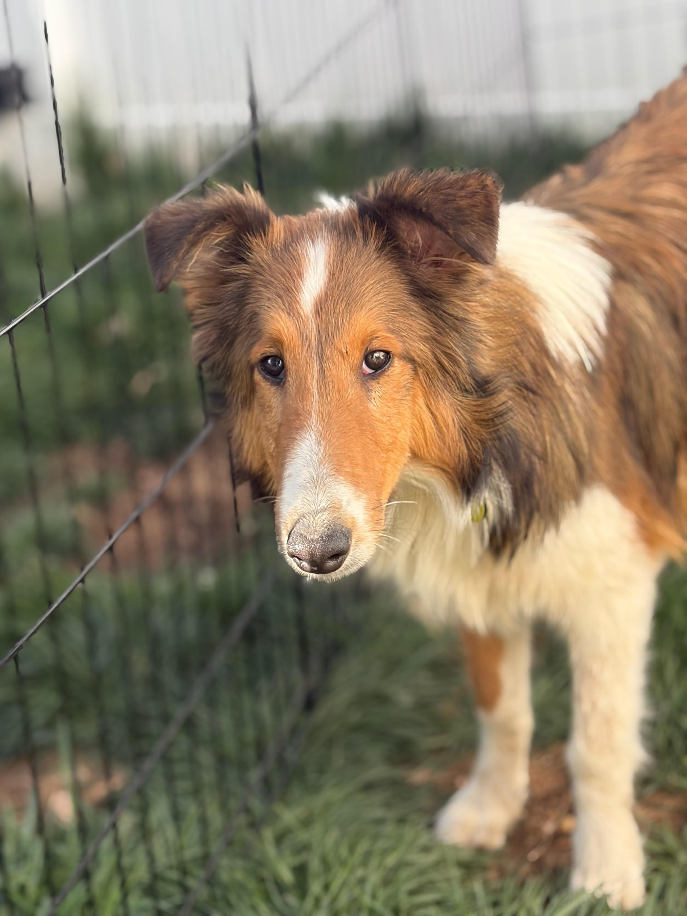 Enlarge Rebel, an adopted Shetland Sheepdog / Sheltie in LaVale, MD image 2/4