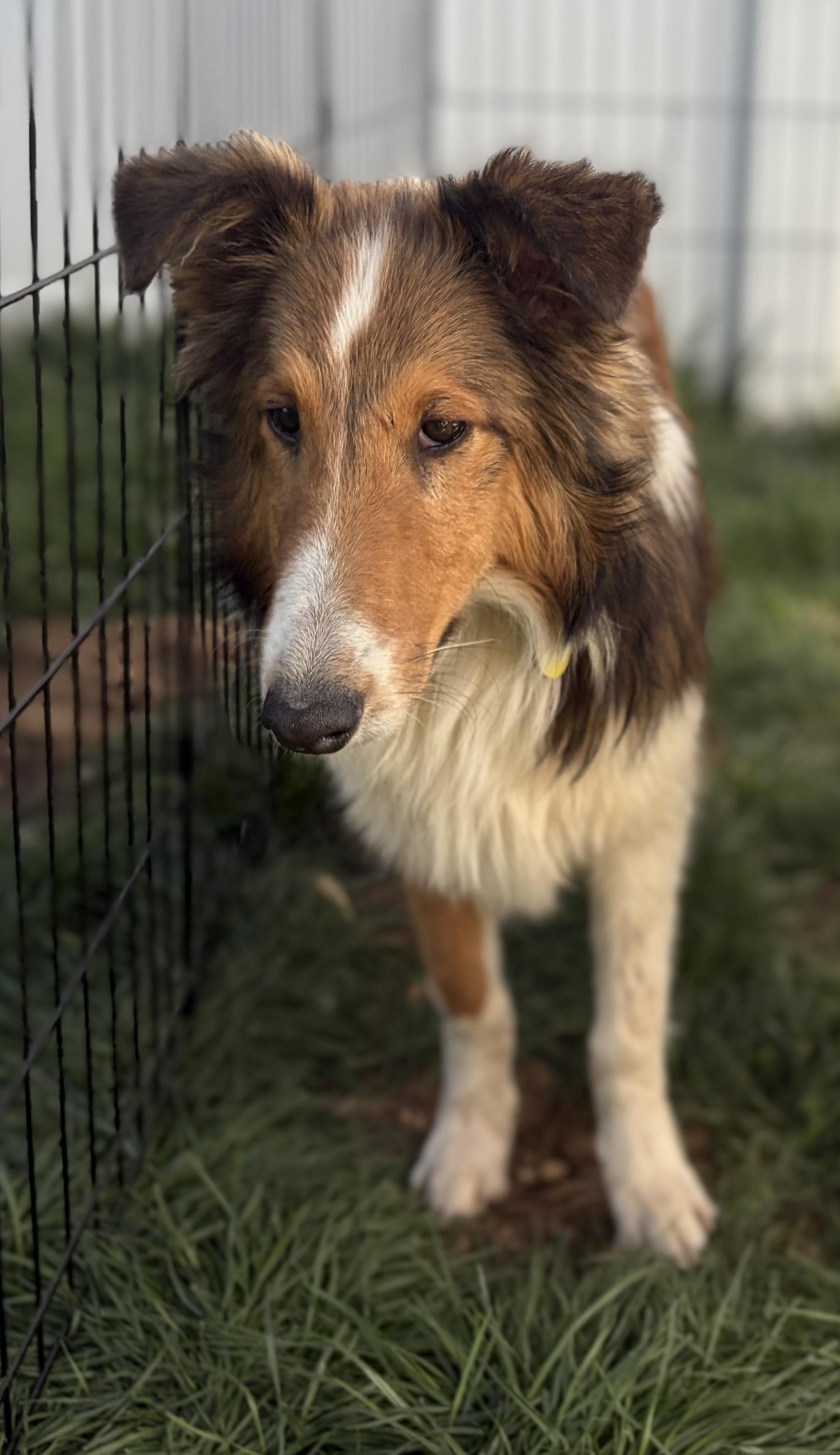 Enlarge Rebel, an adopted Shetland Sheepdog / Sheltie in LaVale, MD image 4/4