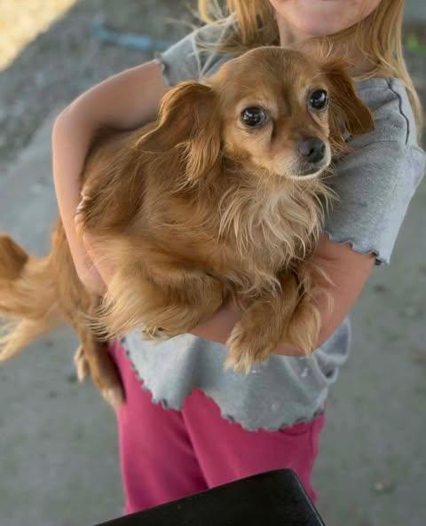 Enlarge Sadie Mae, a Adoptable Papillon in Newport, KY image 1/1