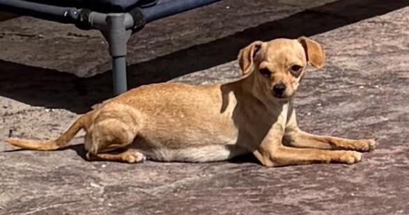 Oakley, ADOPTABLE, Young Female Chihuahua.