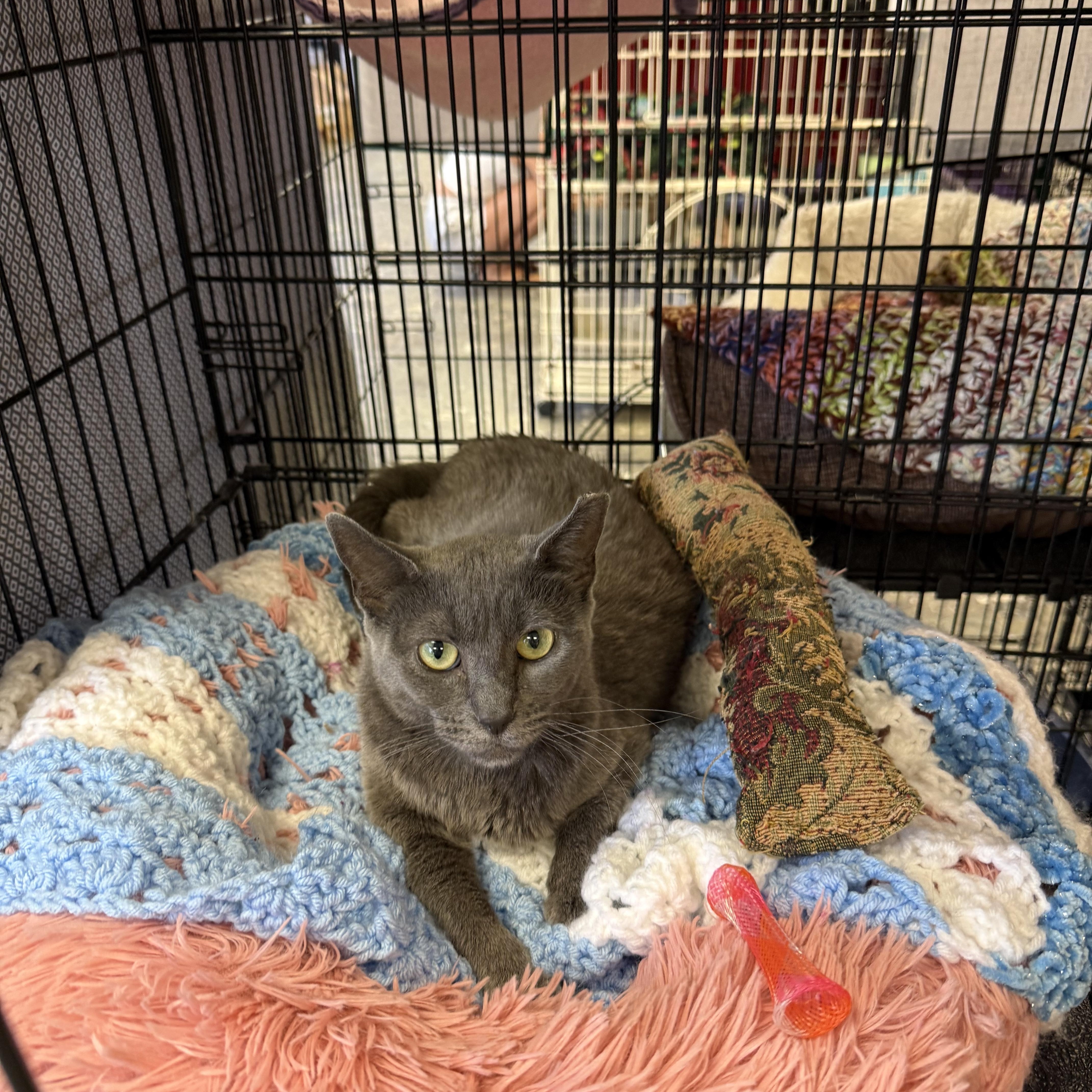 Tucker, Adoptable, Adult Female Domestic Short Hair.