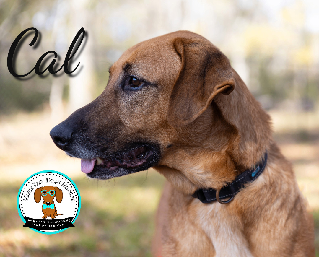 CAL, a Adoptable mixed breed in Zachary, LA image 5/6