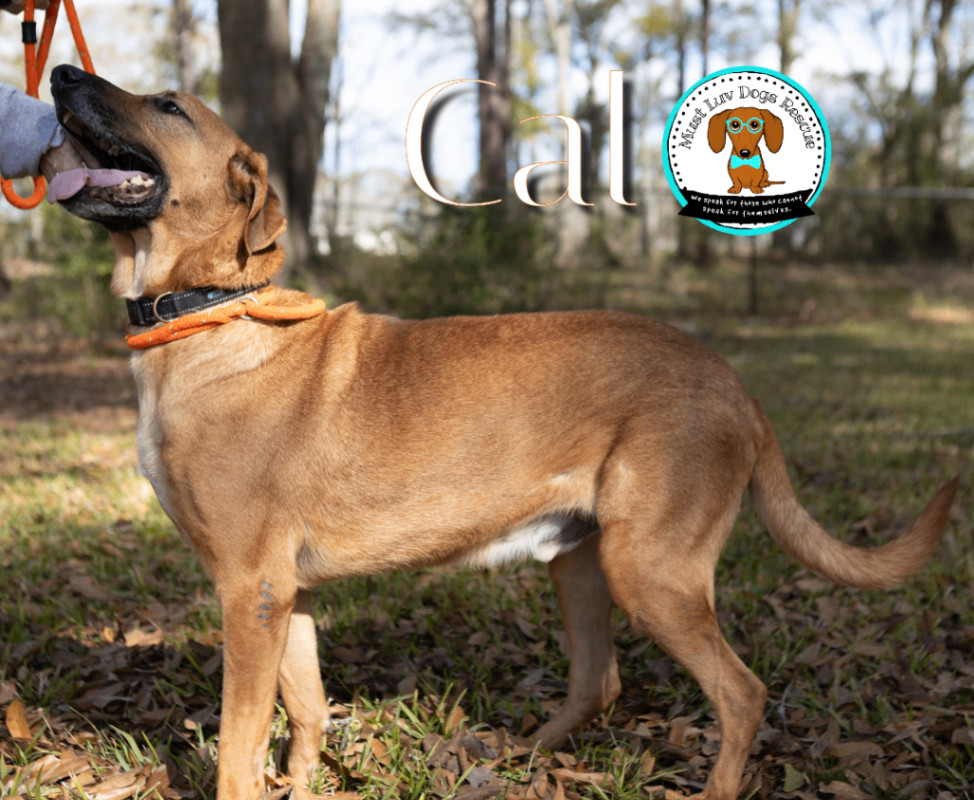 CAL, a Adoptable mixed breed in Zachary, LA image 6/6