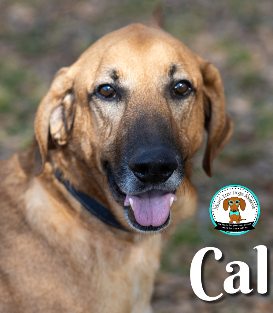 CAL, a Adoptable mixed breed in Zachary, LA image 4/6