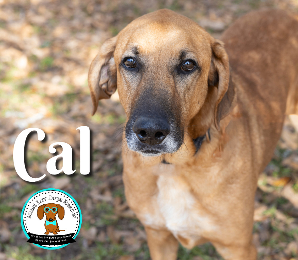 CAL, a Adoptable mixed breed in Zachary, LA image 3/6