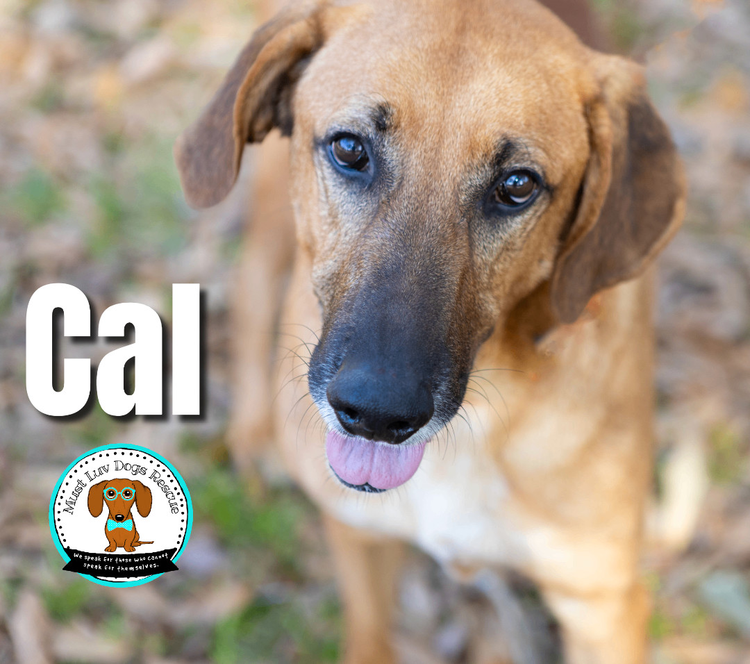 CAL, Adoptable, Adult Male Black Mouth Cur & Mixed Breed.