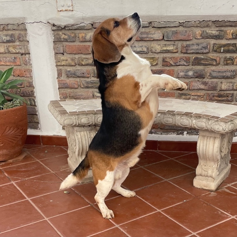 Tank, Adopted, Adult Male Beagle.