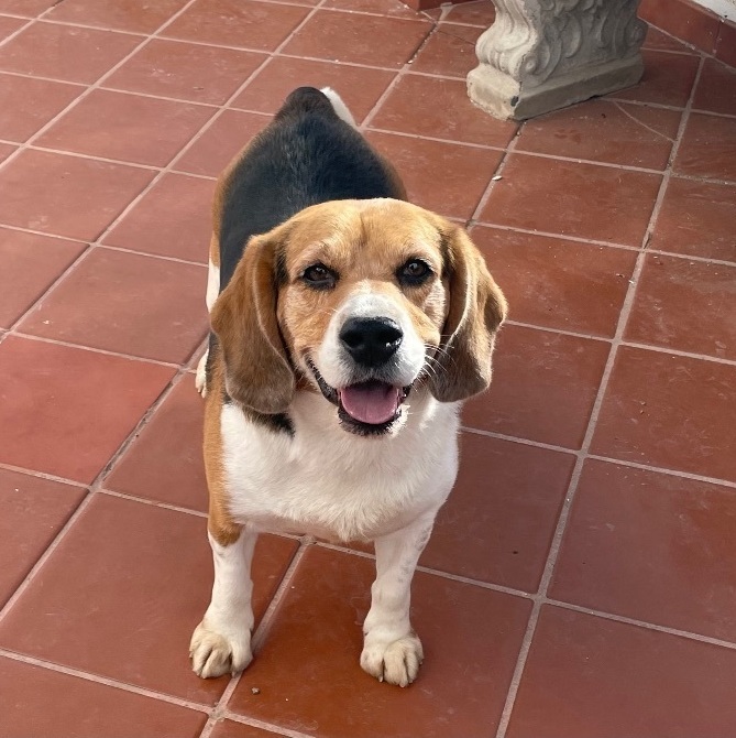 Tank, a Adopted Beagle in San Ysidro, CA image 2/4