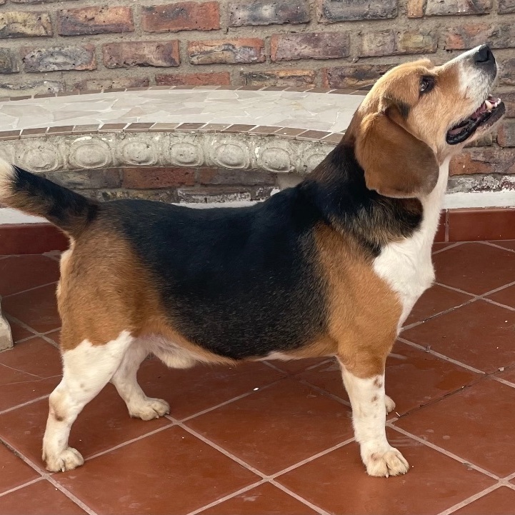 Tank, a Adopted Beagle in San Ysidro, CA image 3/4
